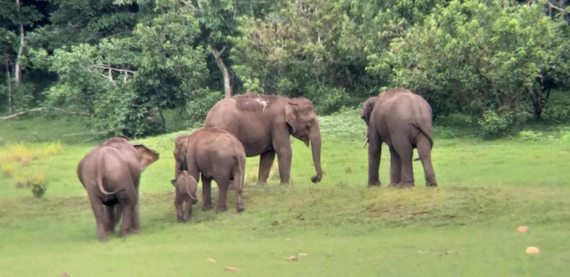 Aditi Thekkady Exterior foto